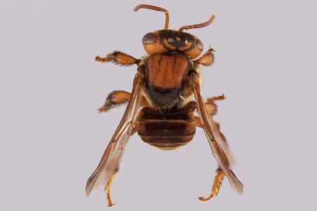 [Scaptotrigona hellwegeri female (lateral/side view) thumbnail]
